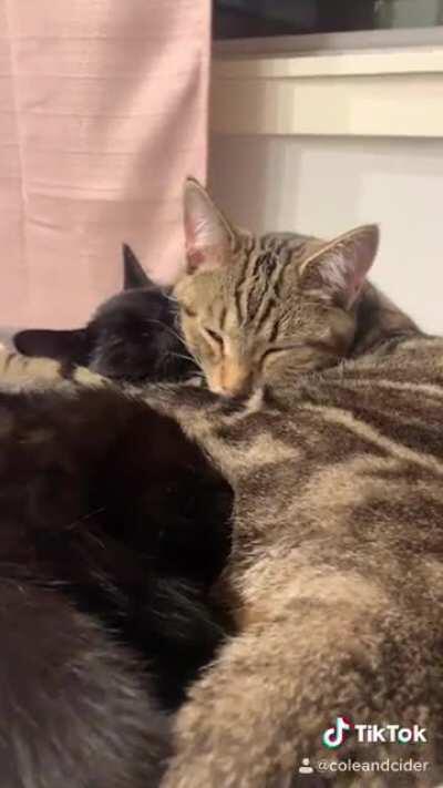 My two bebes...inseparable.