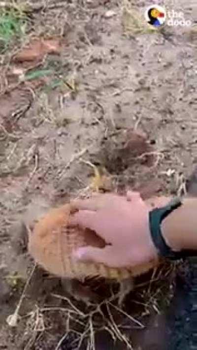 Guy helps thirsty armadillo