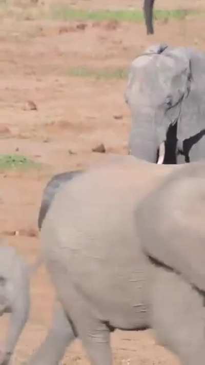 Itchy little elephant