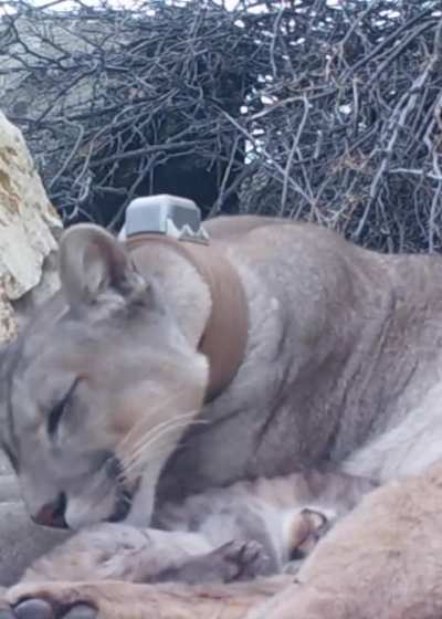 Filmaron a una mamá puma cuidando a su pequeño michi