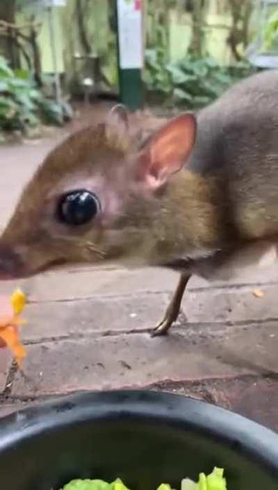 In case you've never seen a mouse deer, here you go...