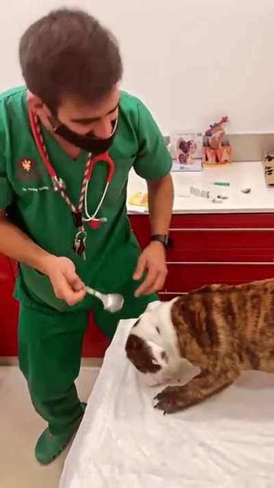 This amazing vet