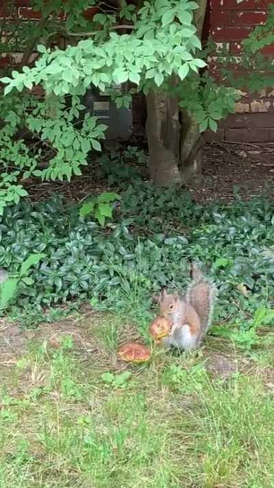 That’s awesome 🍄 🐿