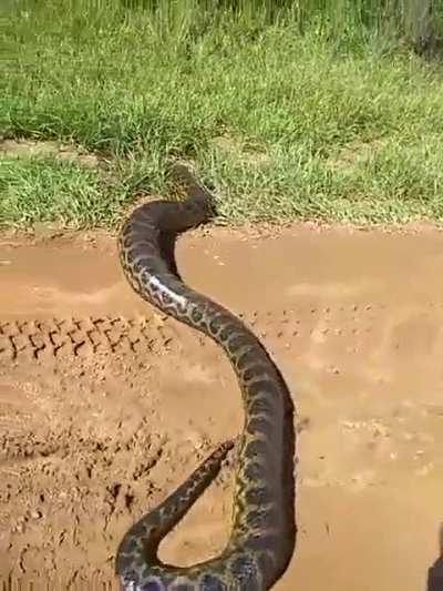 El Ibera, Corrientes y su fauna