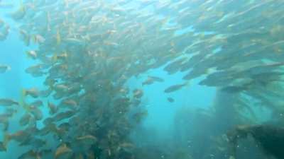 Goff Island, Laguna Beach. Sargo’Nado