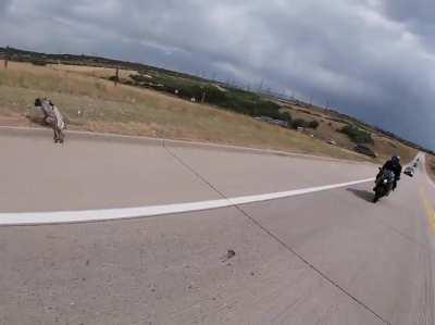 Please Leash Your Dog