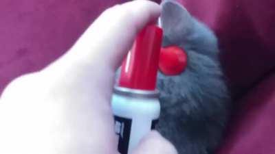 Жёстко разбудил спящую киску шок жесть пранк