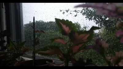 Happy saturday from me, my houseplants and the raindrops pounding on my window :)