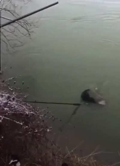 He’s swimming with the fishes