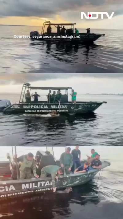 Wounded Jaguar With Multiple Gunshot Injuries Rescued By Brazilian Military From Rio Negro River