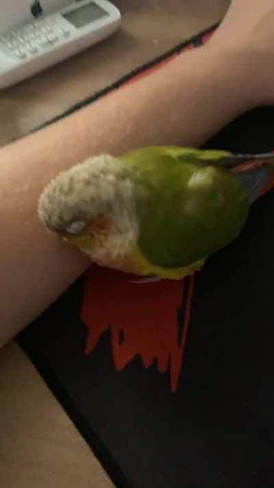 Gaming bird