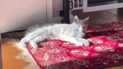 Trapped in a sun box