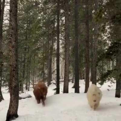 Running Through the Snow