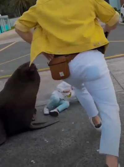 WCGW allowing your child to mount a Sea lion while you record it