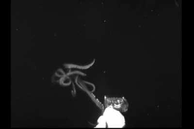Rare footage of the Giant Squid, filmed a few miles from the Appomattox Deepwater oil rig