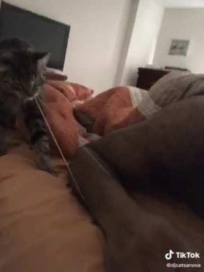 There isn’t a single ounce of regret in the eyes of this hitcat