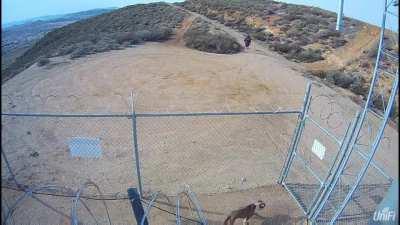 Owner abandons Pit Bull and throws him over razor wire fence in California