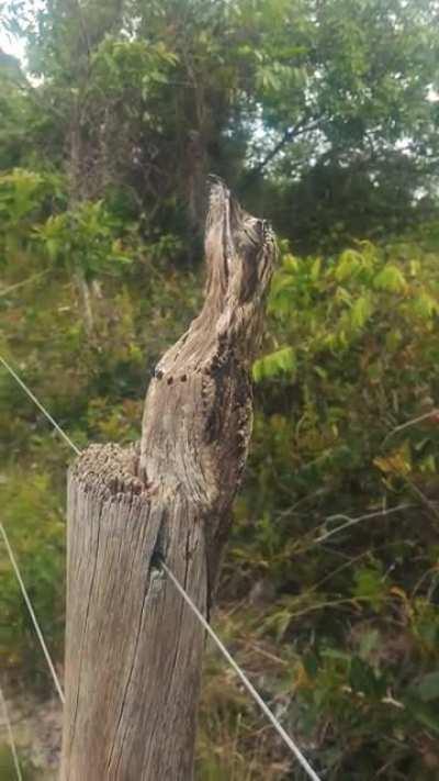 A rare close up of the Brazilian Urutau