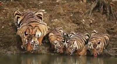 🔥 Sher Khan with the tribe. #BengalTiger