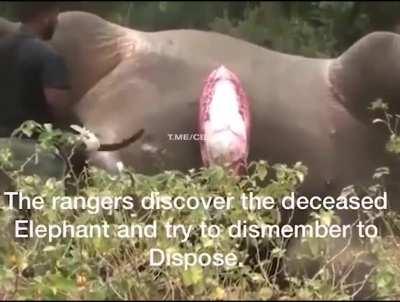 Rangers found the dead elephant, and tried to dismember it to facilitate transportation.
