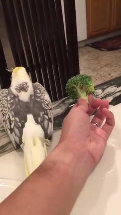 Musical birb run from spooky broccoli