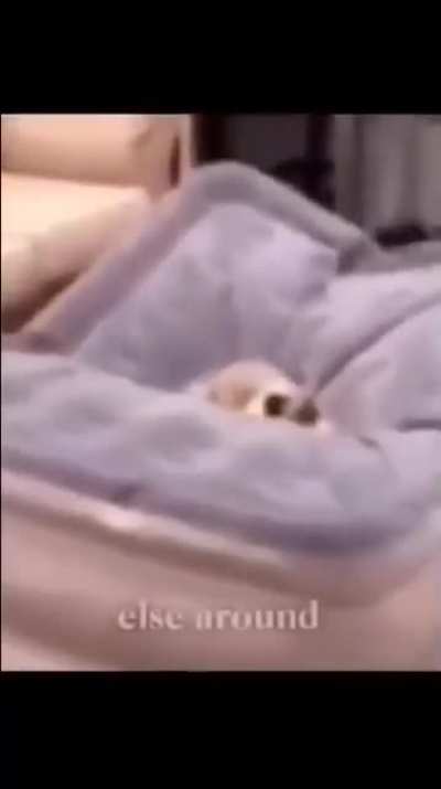 dont you notice meow