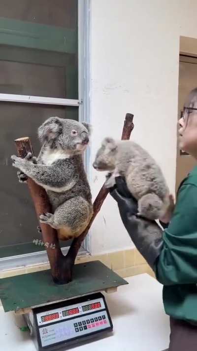 How koalas are weighed