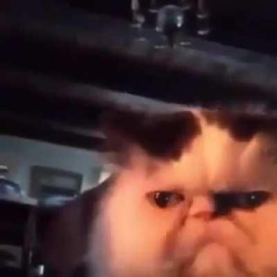 I laughed harder than I should have