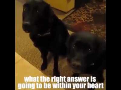 Dog throws his friend under the bus for a cookie.