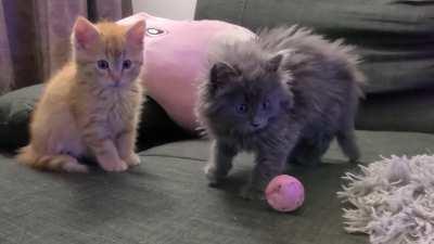 Two kittens I picked up from the highway don't quite understand toys. The TV had them on edge.