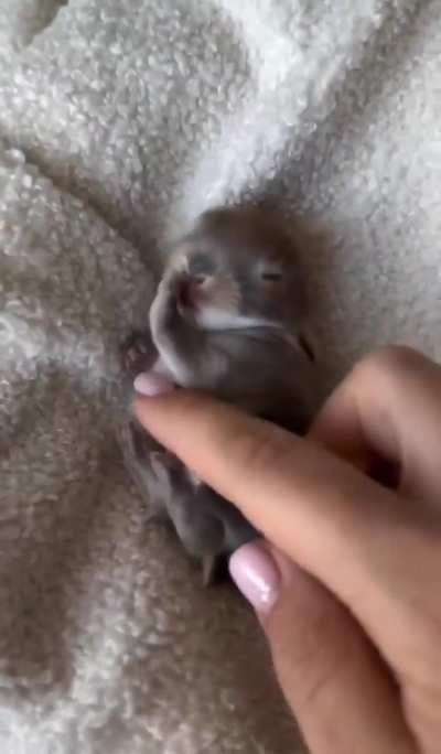 tiny new born bunny