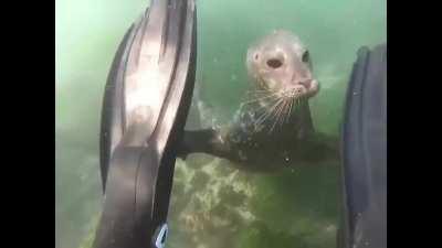 Got pulled over by the SPD for an inspection