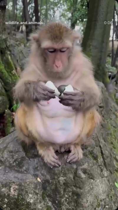 Look at this monkey's reaction to a century egg, a traditional Chinese delicacy