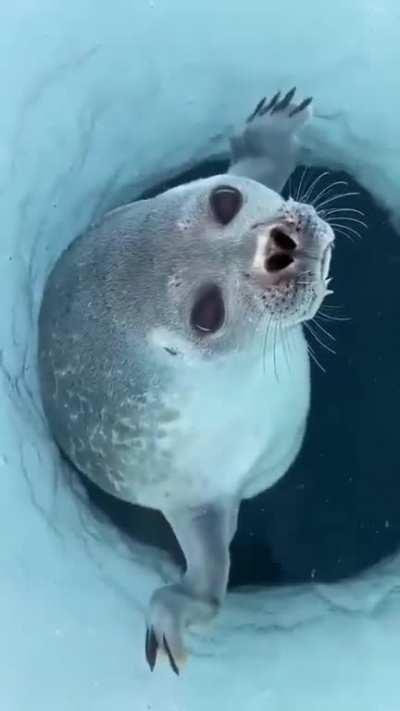 This is how seals nose prevents water entering its lungs