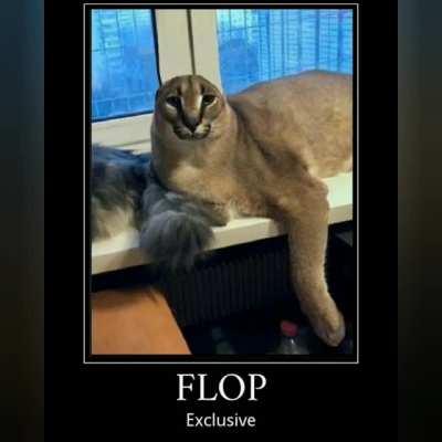 Floppa