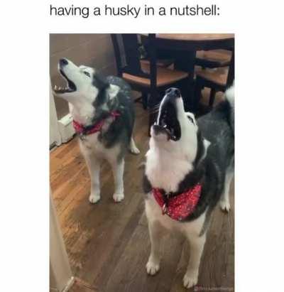 They just scream for no reason 😩🤣