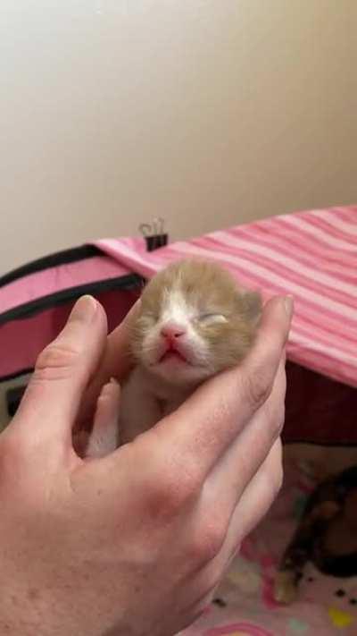 Too smol. Too spicy.