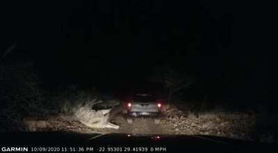 Looks like the giraffe ate some amarula fruit