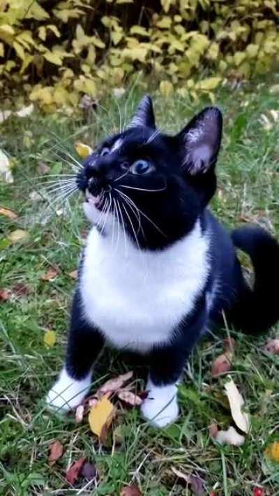 Her almost silent chirping melts my heart 🥺