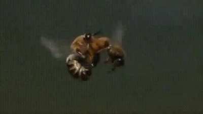 Male bee dies after ejaculation while mating with a queen bee