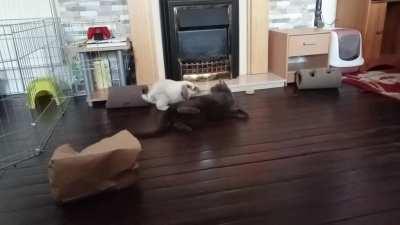 What kind of behaviour is this? As many would assume it's playful.