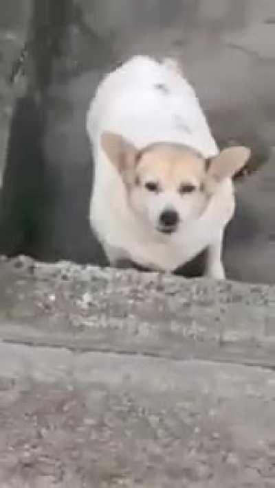 cachorro rebaxado