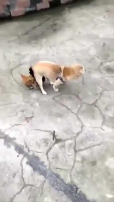 Mistakes were made. Will it be chog or dicken?