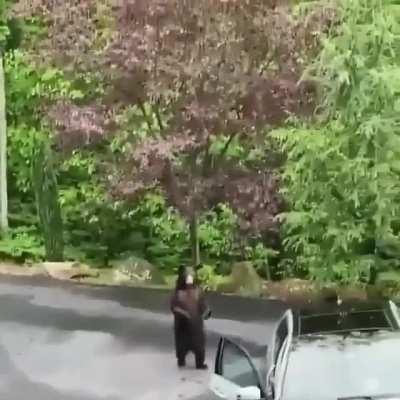 Bear opens car door but gets spooked by people yelling
