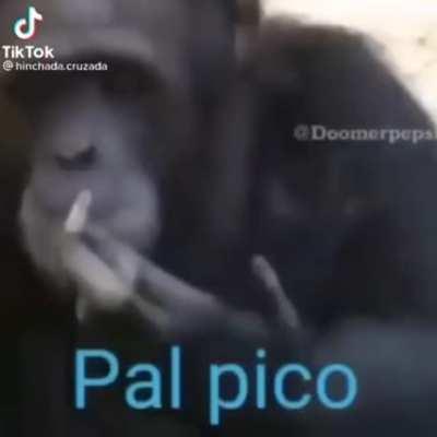 Kong después de perder