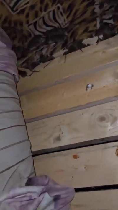 RU POV: Severe mice infestation in a Russian dugout.