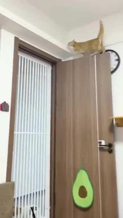 A Room Designed For Cats To Take Zoomies To The Next Level