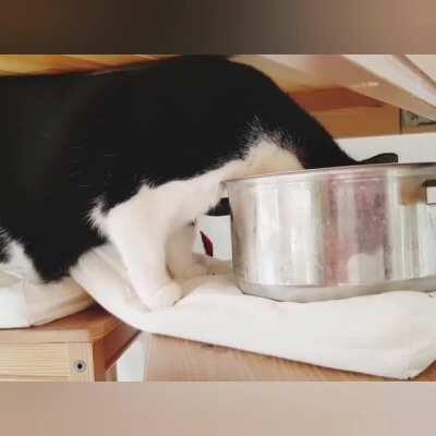 Put the pasta pot on the chair to keep out of cat's reach while working. Strange noises made me investigate.