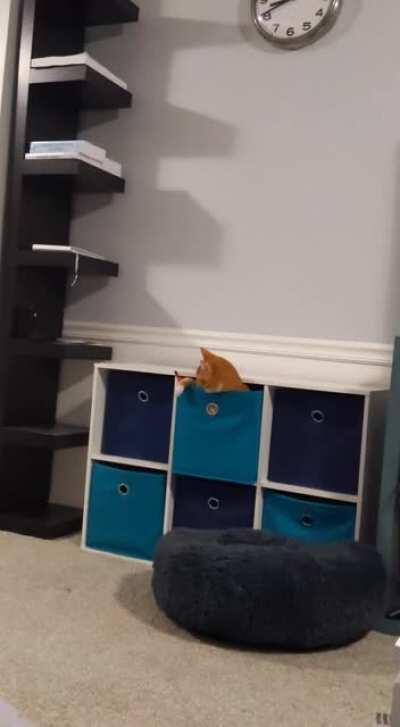 Miso loves a good surprise attack