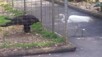 Trying to steal food from an Eagle